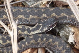Adder