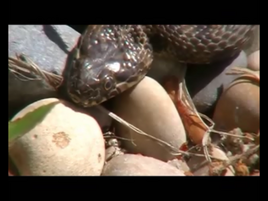 Viperine snake