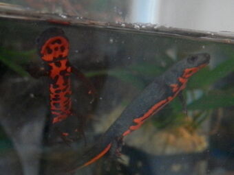 Chinese Fire Belly Newt British Herping Wiki Fandom,Bamboo Floors Pros And Cons