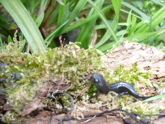 Great crested newt youngster