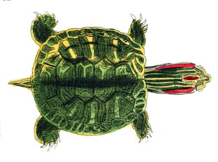 Pseudemys concinna