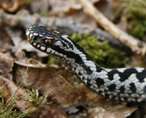 Adder upclose