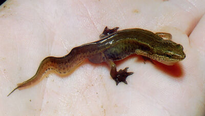 Palmate newt