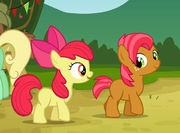 Apple bloom y banbs seed