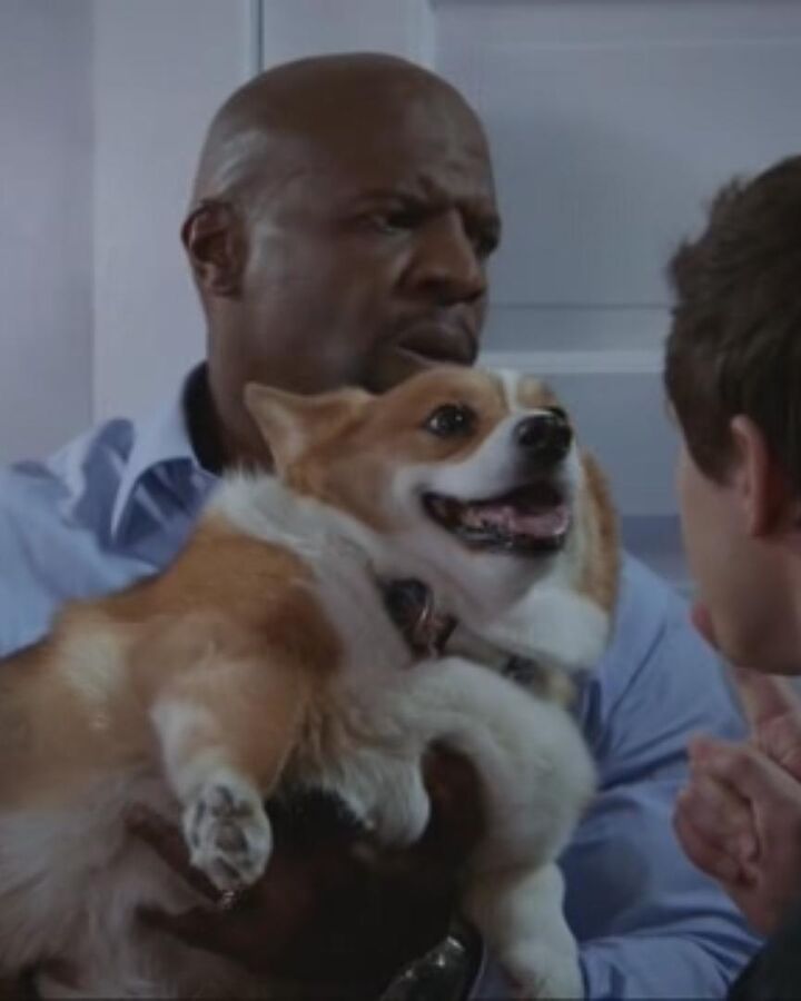 Cheddar Character Brooklyn Nine Nine Wiki Fandom
