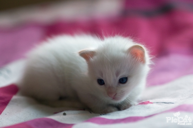 image blue eyes cute white cat favim com 335079 jpg brothers