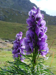 Aconitum-n-3cbb45e