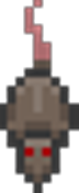 Rat