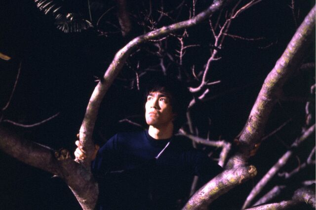 File:Trees.jpg
