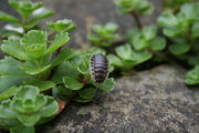 Woodlouse