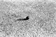 Rollie Pollie