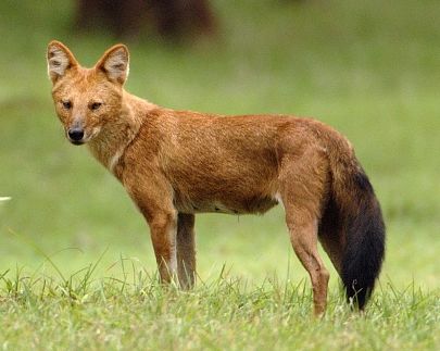 Cuon alpinus-cut