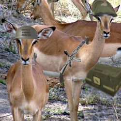 Impalaarmedforces