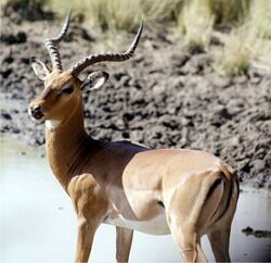 Regular impala
