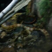 Serpiente zoo