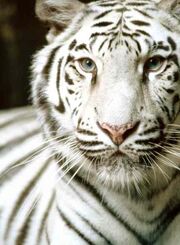 White-tiger