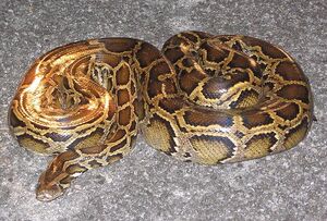 Burmese-python-Everglades-FWS