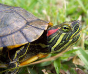 Turtle,Red-eared Slider