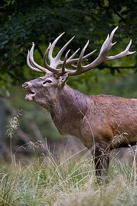 Red deer