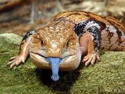 Med BlueTongueSkink