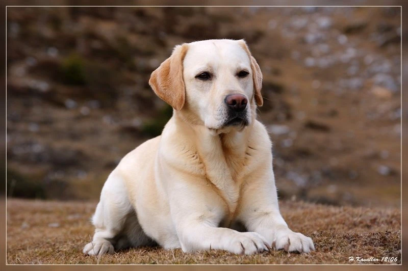 Лабрадор-ретривер | Бульдогопедия | Fandom
