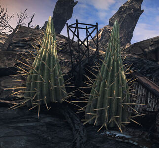Cacti