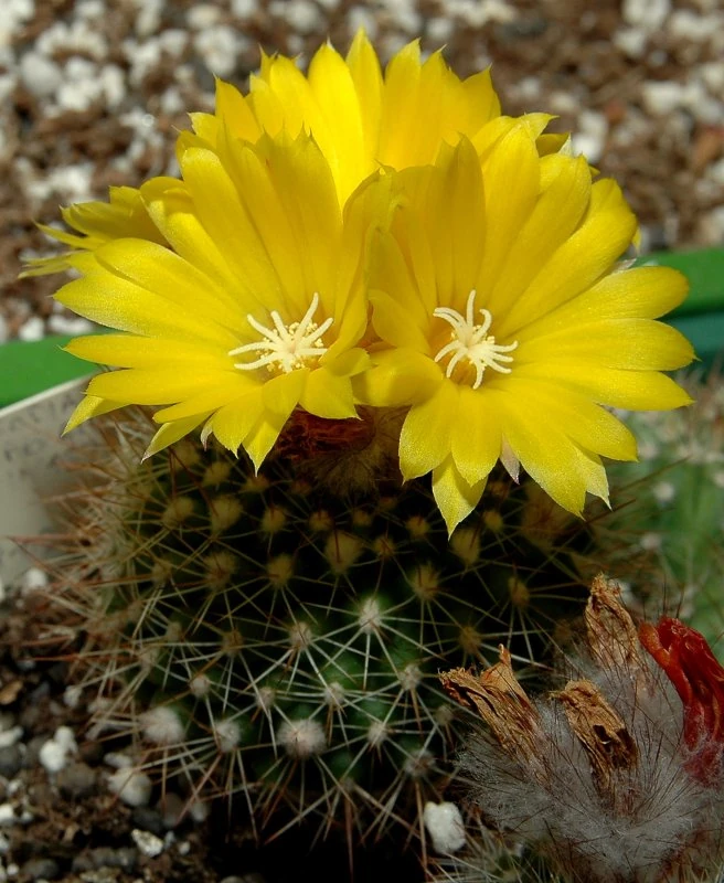 Parodia formosa Cactus Wiki FANDOM powered by Wikia