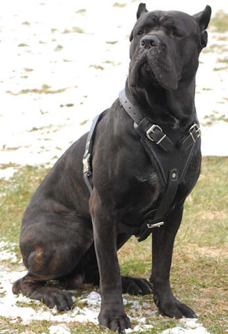 Ficheiro:Cane corso.jpg