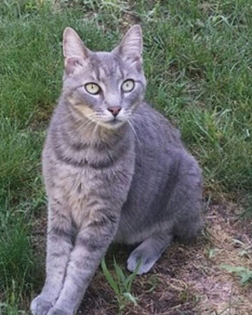 Willowflight Calicoswarriorsrp Wiki Fandom