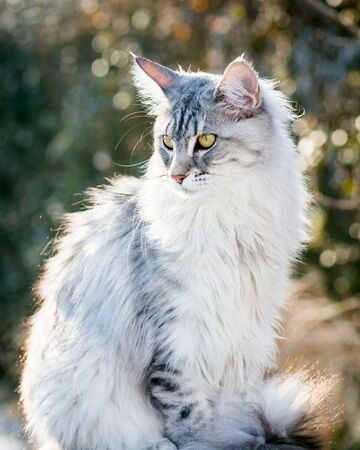 Frozenbriar Calicoswarriorsrp Wiki Fandom