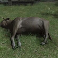 Cow | Call of Duty Wiki | Fandom