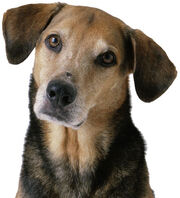 Service-Dogs-for-Diabetes