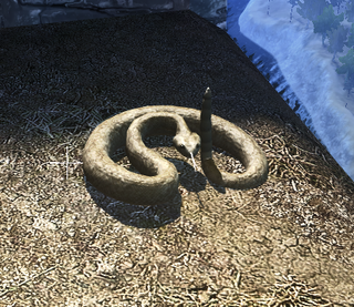 Rattlesnake