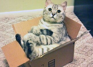 Boxcat