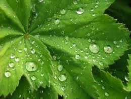 Ersa-- Dew