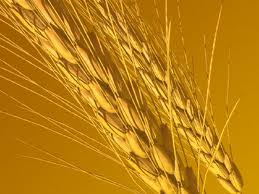 Demeter-- Wheat