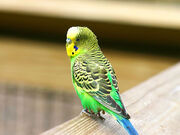 Water's budgie