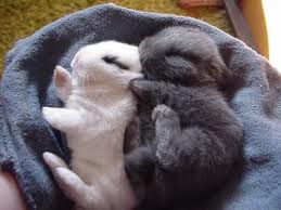 Bunnies