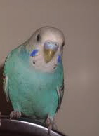 Harle's budgie
