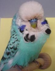 Ghostie's budgie