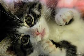 Flame's Kitten