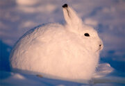 Snow hare-8256