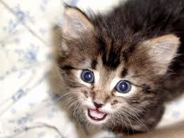Bloom's Kitten