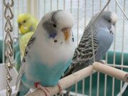 Shampoo's budgie