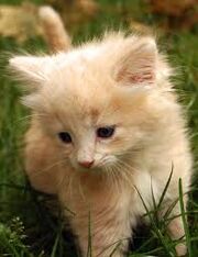 AnnaWise's Kitten