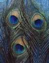 100px-Peacock