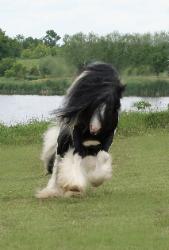 Gypsy-vanner-horses-brister-169x250