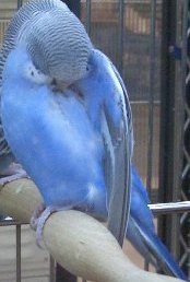 Starke's budgie