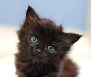 Ghost's Kitten