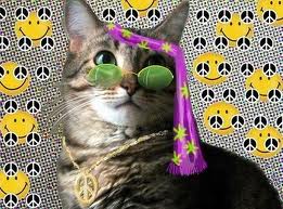Jennas Kitten